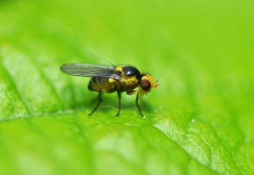 Liriomyza sp.